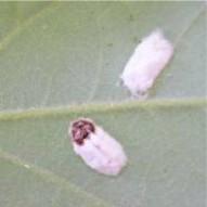 Figure 4. Cottony ovisac on leaf with desiccated adult female.
