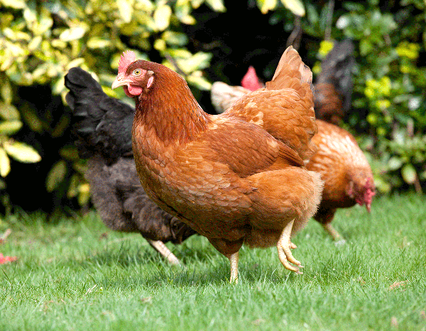 Reddish-brown chickens in a grassy area