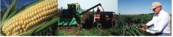 cover images: photo of ear of corn, farmer harvesting corn and farmer in field looking at sugar cane growing