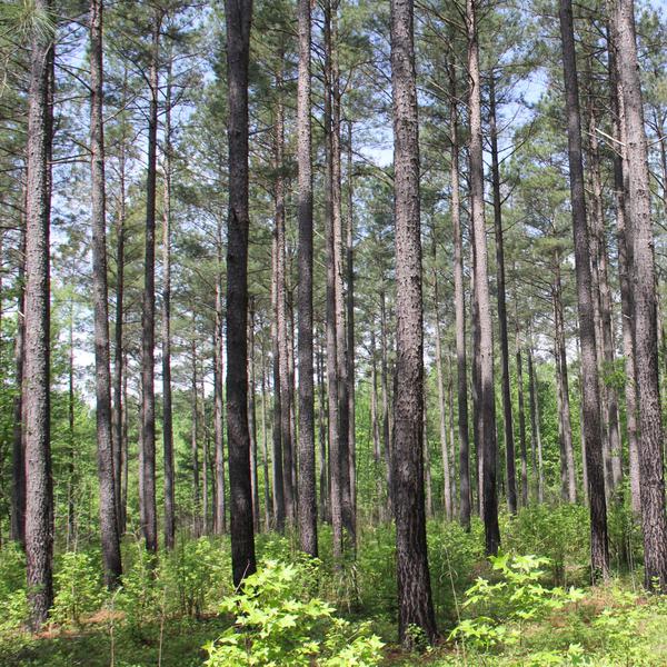 Photo of a stand of pine trees
