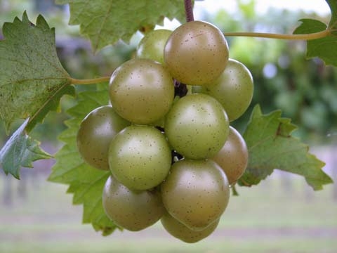 Decorative cover image of a bunch of green muscadine grapes on a vine