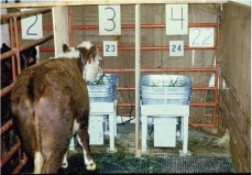 Decorative Cover Image 5 A cow eats sample in a stall