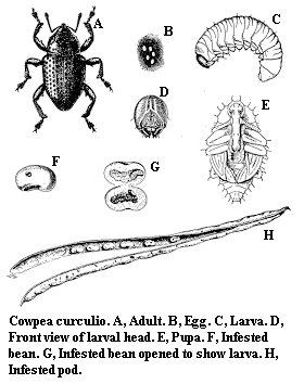 Cowpea curculio. A. Adult. B. Egg. C. Larva. D. Front view of la