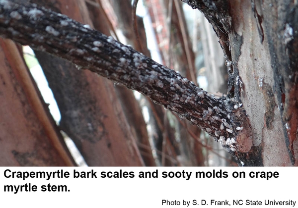 Crapemyrtle bark scales and sooty molds on crape myrtle stem