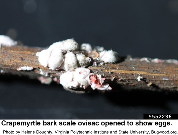 Crapemyrtle bark scale ovisac opened to show eggs.