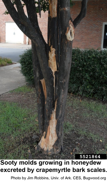Damaged trunk of a crape myrtle