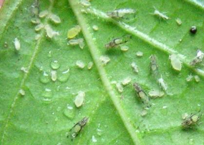 Figure 1. Crapemyrtle aphids.
