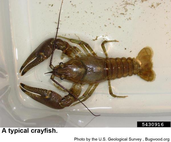 Crayfish have 10 legs with the first legs modified into pinchers