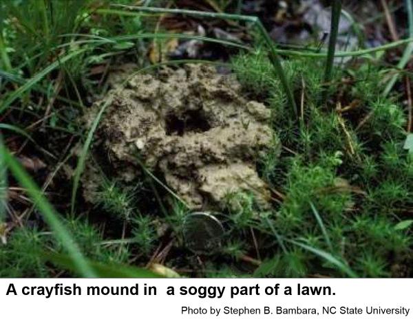 lump of soil with burrow hole at the center
