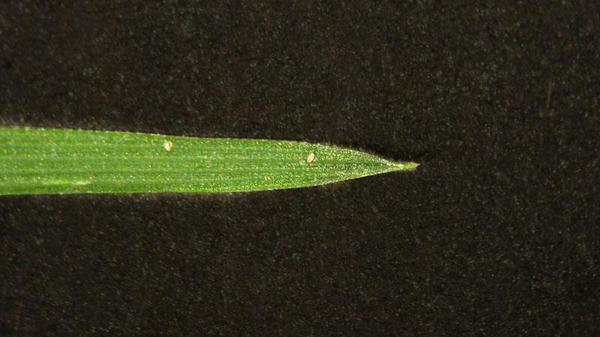 Creeping bentgrass leaf blade tip