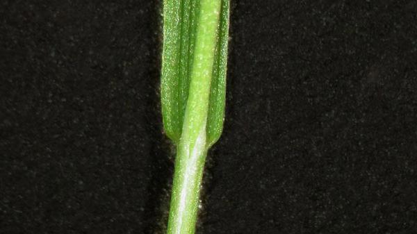 Creeping bentgrass sheath