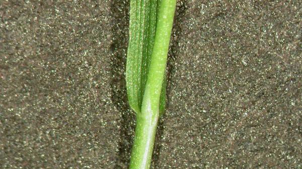 Creeping bentgrass vernation