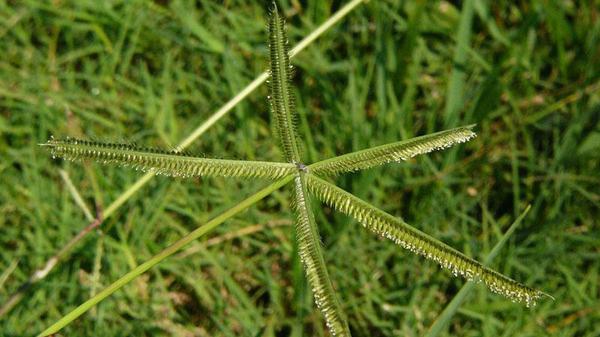 Crowfootgrass seedhead