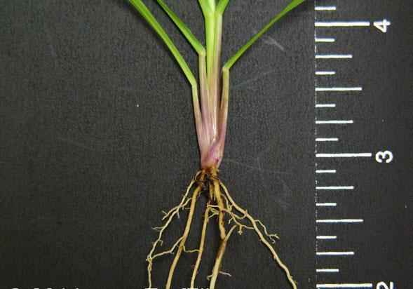 Figure 3. Bahiagrass crown.