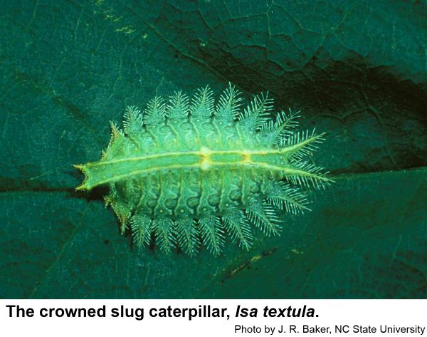 The crowned slug caterpillar is beautiful but stings painfully.