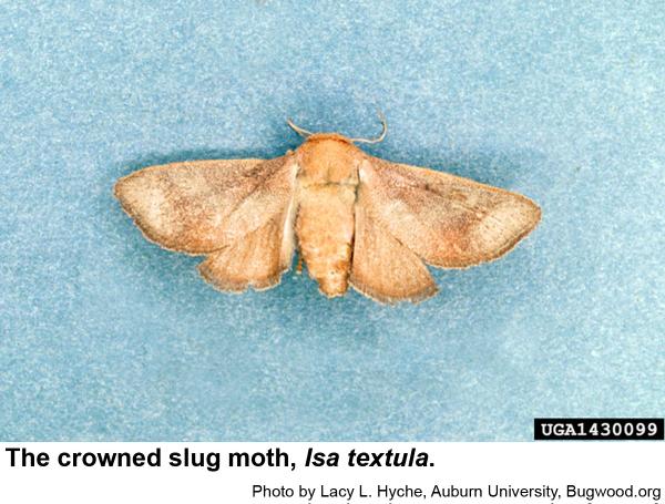 Crowned slug moth
