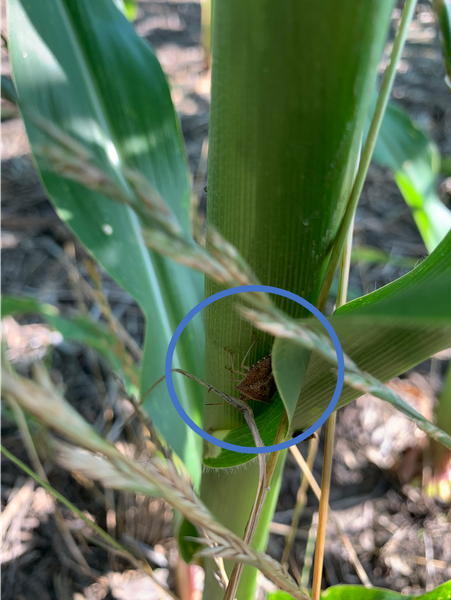 stink bug hiding in corn, circled in blue
