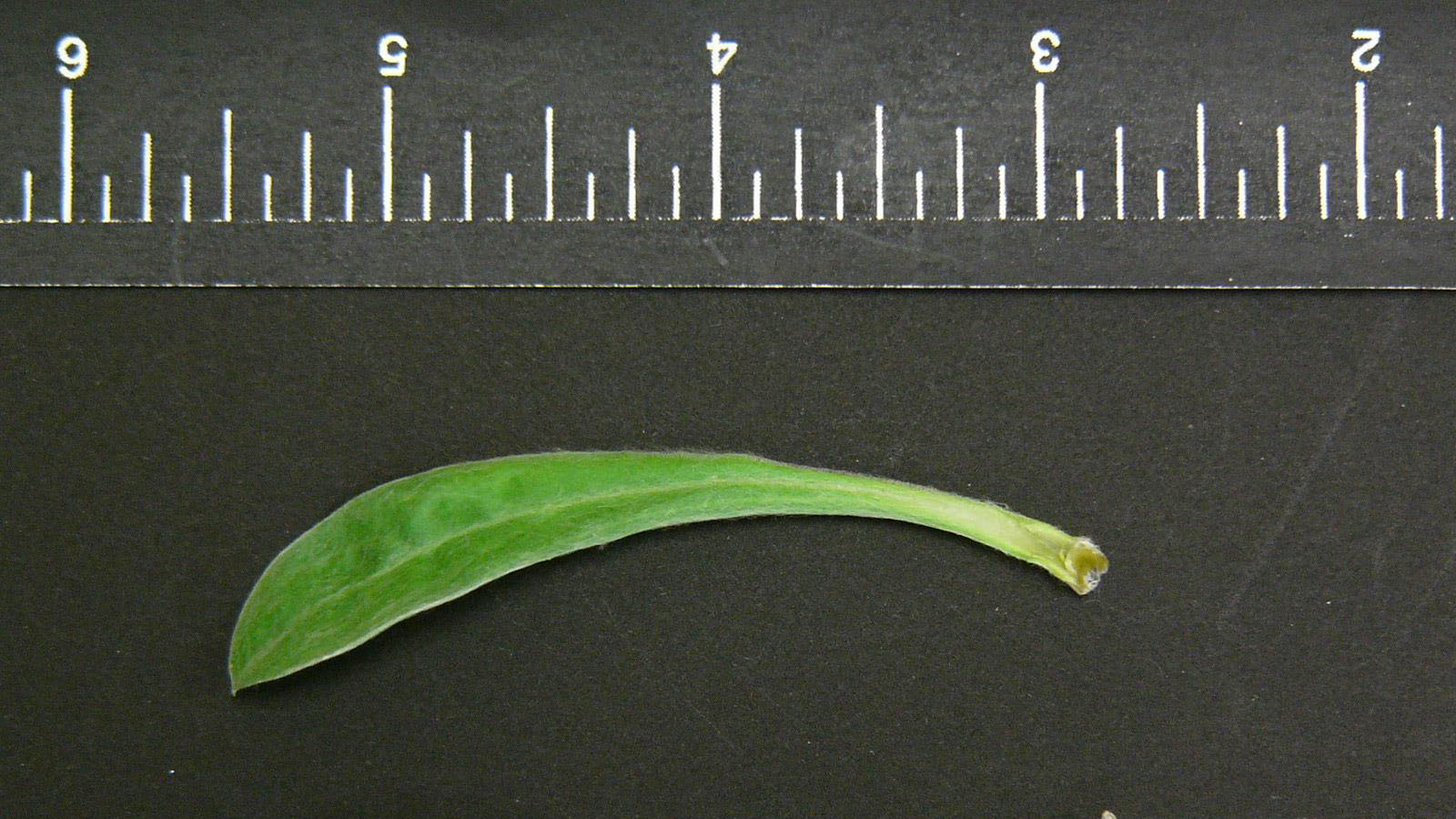 Cudweed leaf width.