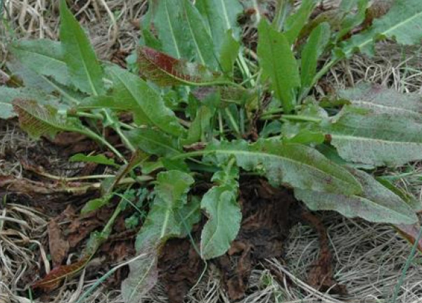 Photo of curly dock rosette