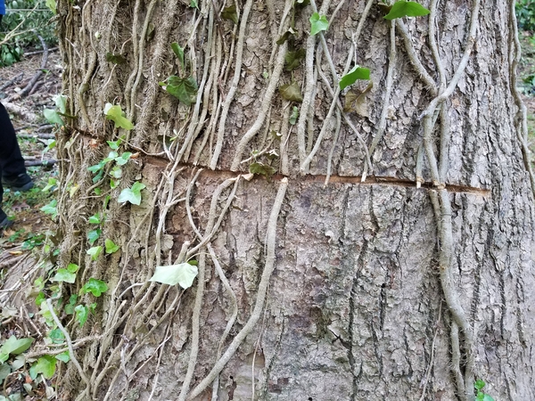 English ivy vines are cut, but the bark of the tree was also cut.
