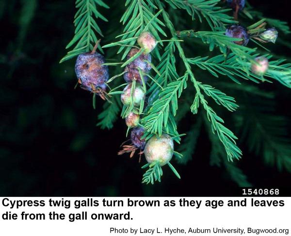 cypress twig galls are caused by tiny midge maggots