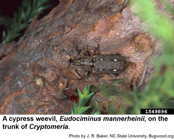 Cypress weevil