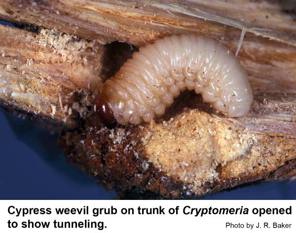 Cypress weevil grub