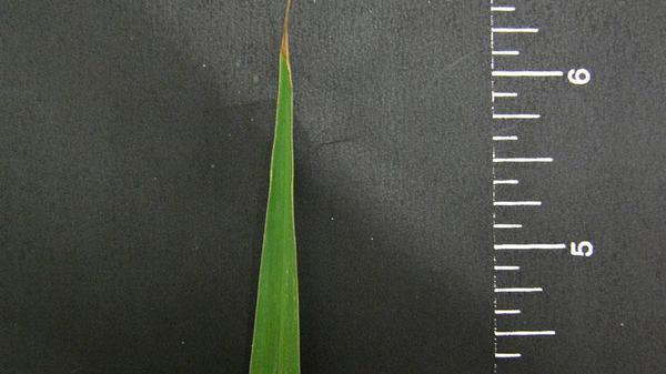Dallisgrass leaf blade tip shape.