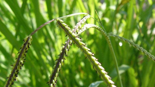 Dallisgrass seedhead