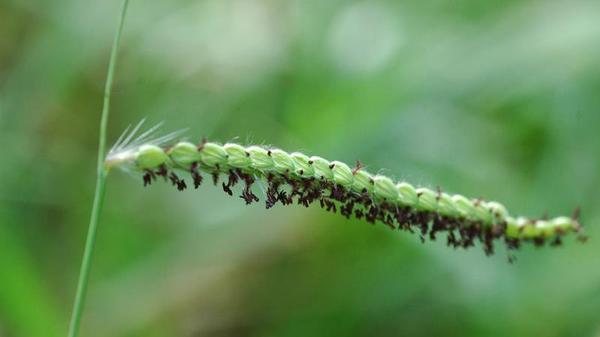 Dallisgrass seedhead