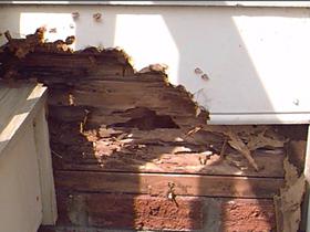 Figure 16. Damaged wood next to a house can invite ants.