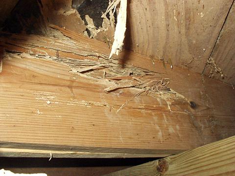 Termite damage to floor joist and subfloor