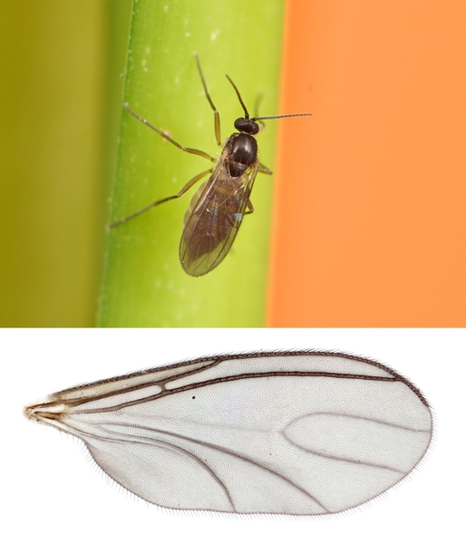 A dark-winged fungus gnat on plant and a photo of their wing
