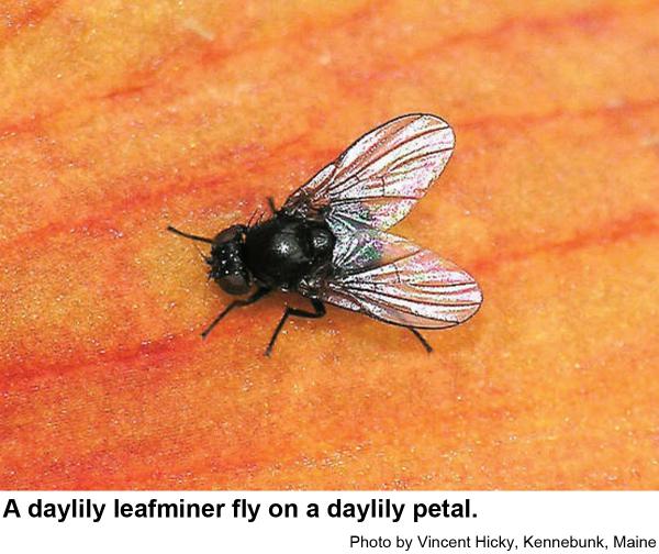 Daylily leafminer fly on a daylily petal