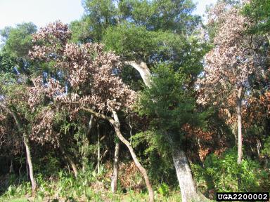 Figure 1. Dead trees from laurel wilt disease.