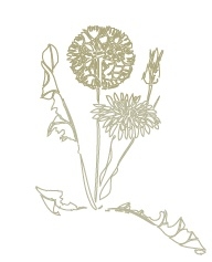 decorative illustration of weeds for weed management series