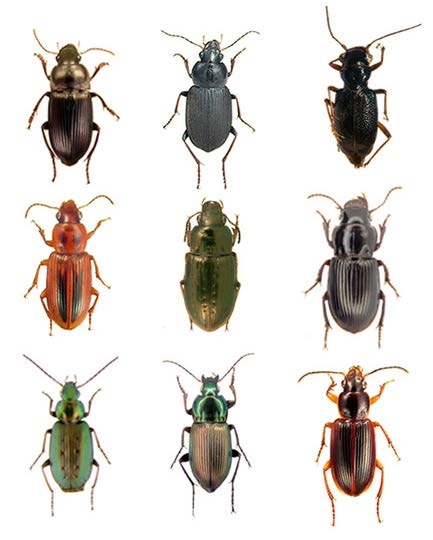 Thumbnail image for The Ground Beetles of Eastern North Carolina Agriculture