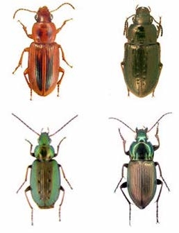 Thumbnail image for Identifying the Ground Beetles of Eastern North Carolina Agriculture
