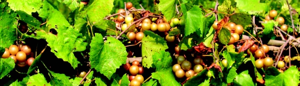 Thumbnail image for A Step-by-Step Approach to Pruning Carlos Muscadine Grapevines