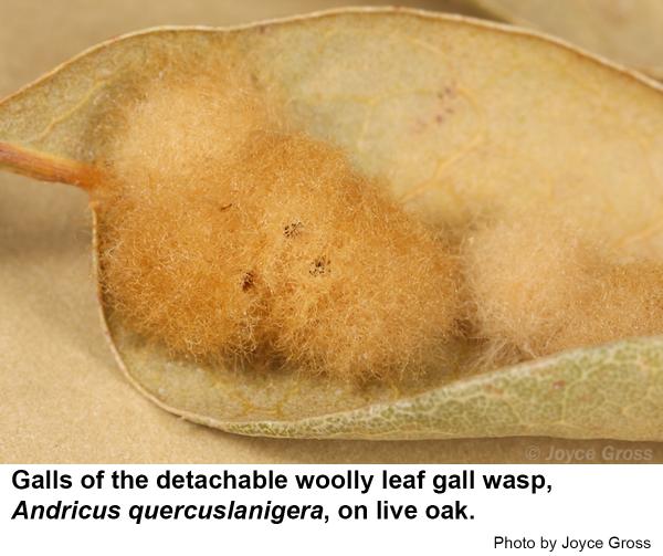 Detachable woolly leaf galls
