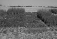 black and white photo
