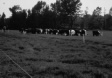 black and white photo