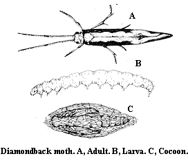 Diamond moth. A. Adult. B. Larva. C. Cocoon.