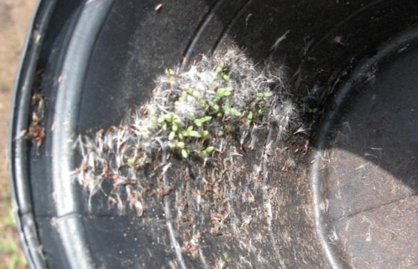 Empty pot has seeds and small weeds inside