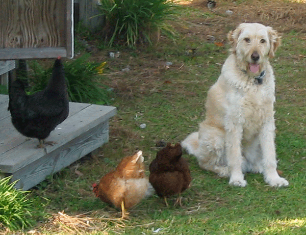 A dog sits in a yard with three chickens