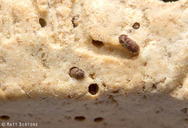 Zoomed-in view of dog biscuit, with Drugstore beetles causing numerous round holes in the biscuit
