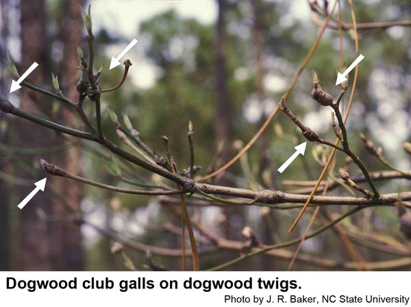 Dogwood clubgalls on dogwood twigs