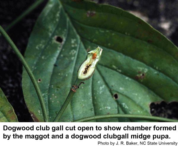 dogwood club gall cut open to show chamber formed by the maggot and a dogwood clubgall midge pupa