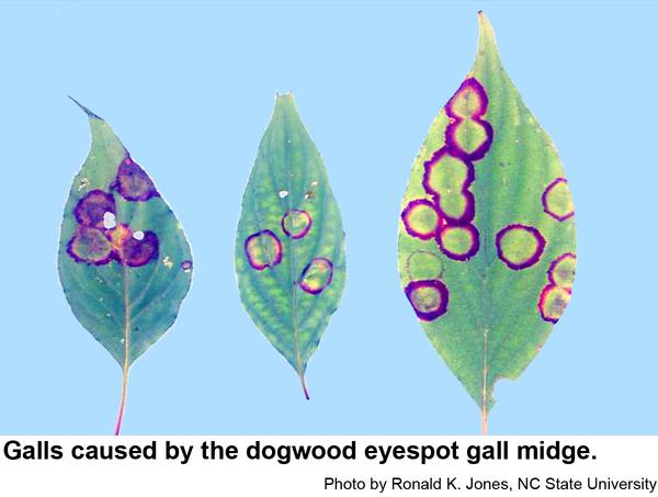 Dogwood eyespot galls