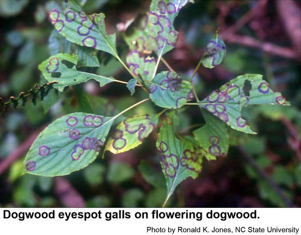 dense infestations by the dogwood eyespot gall midge